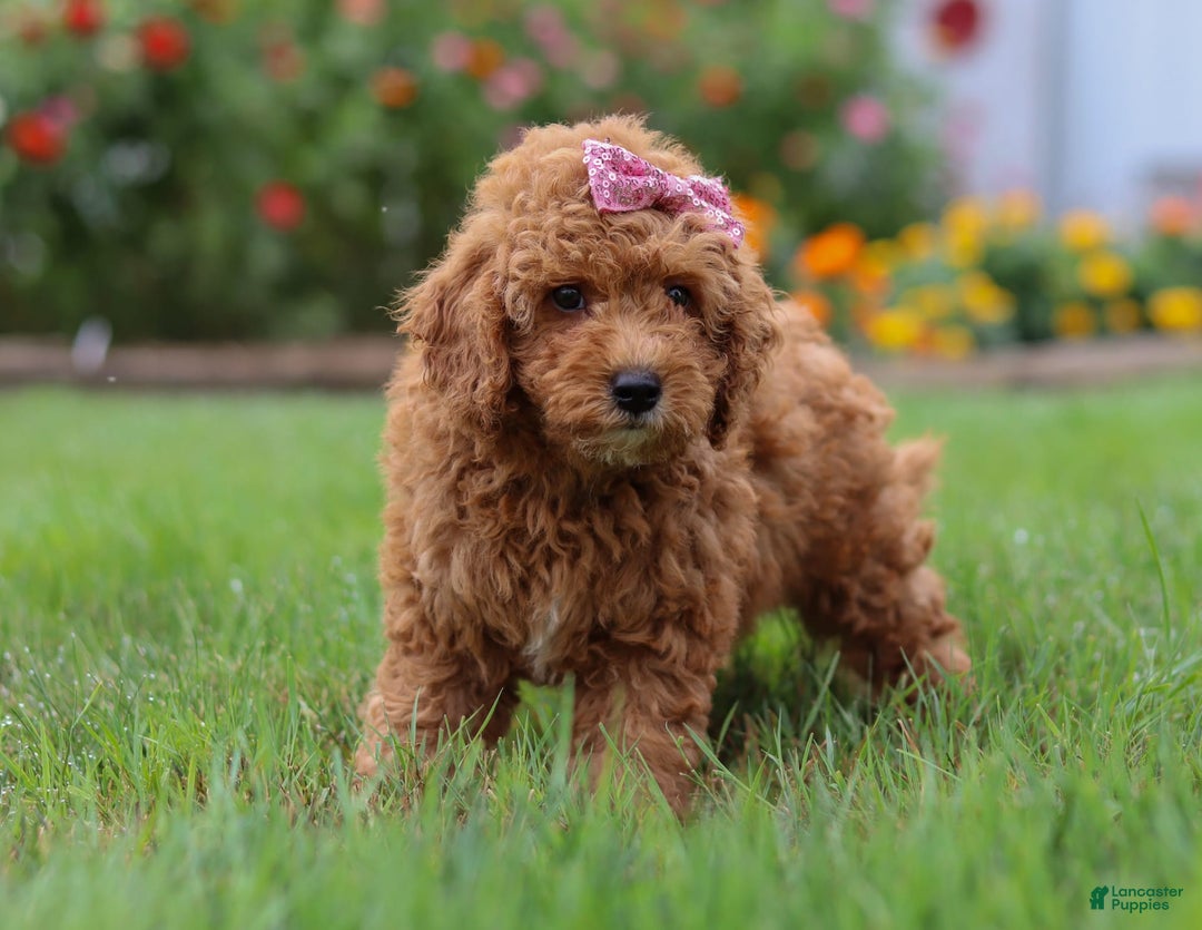 Mini Goldendoodle dogs for sale: Maple - Image 4