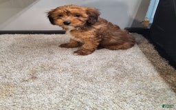 Jackapoo dogs for sale: Sophie - Image 1