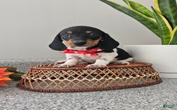 Dachshund dogs for sale: Lil Peanut - Image 21