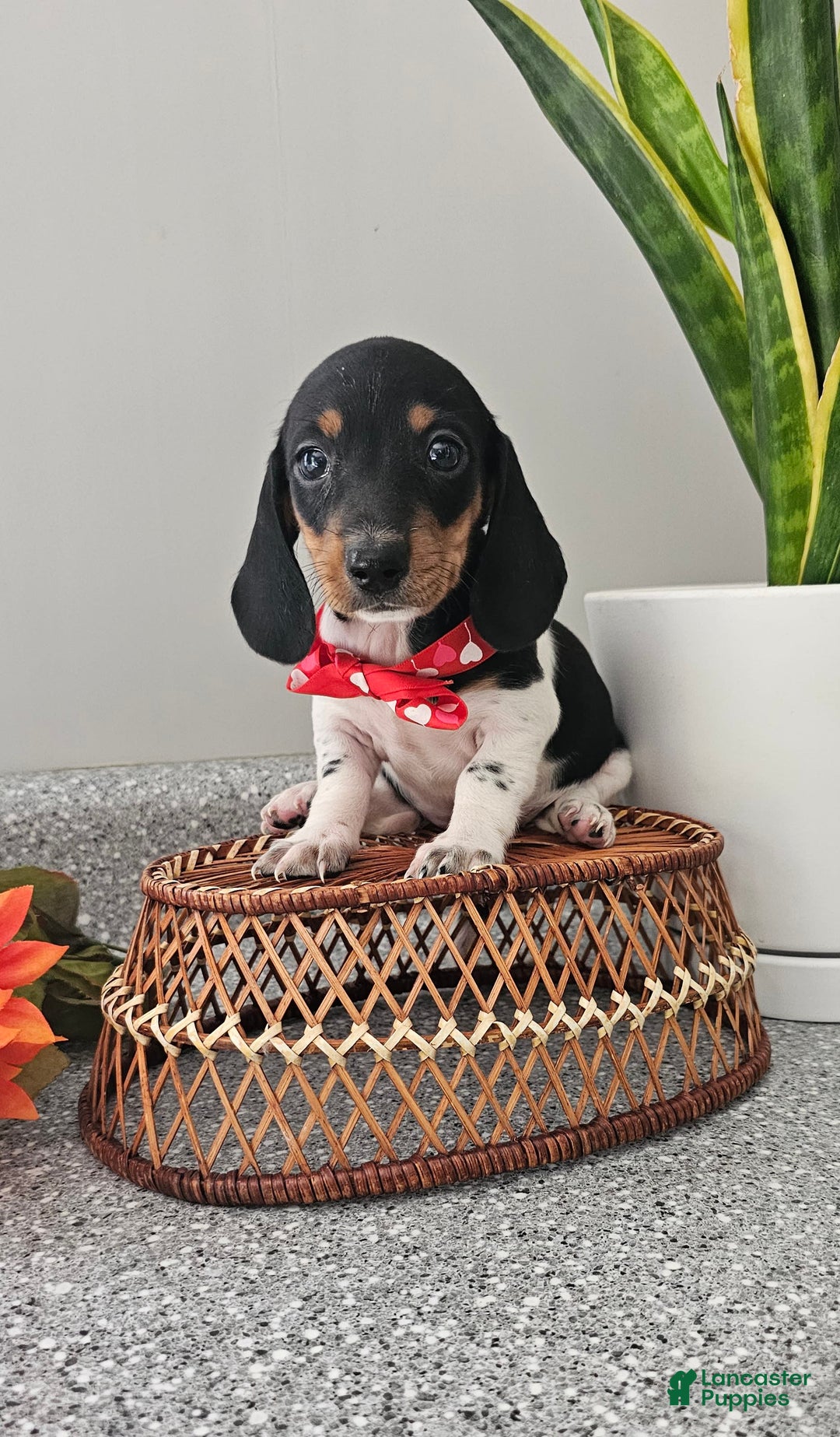 Dachshund dogs for sale: Lil Peanut - Image 21