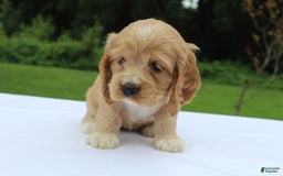 Cocker Spaniel dogs for sale: Sage - Image 8