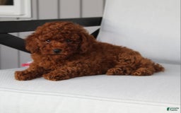 Toy Poodle dogs for sale: Elena - Image 14