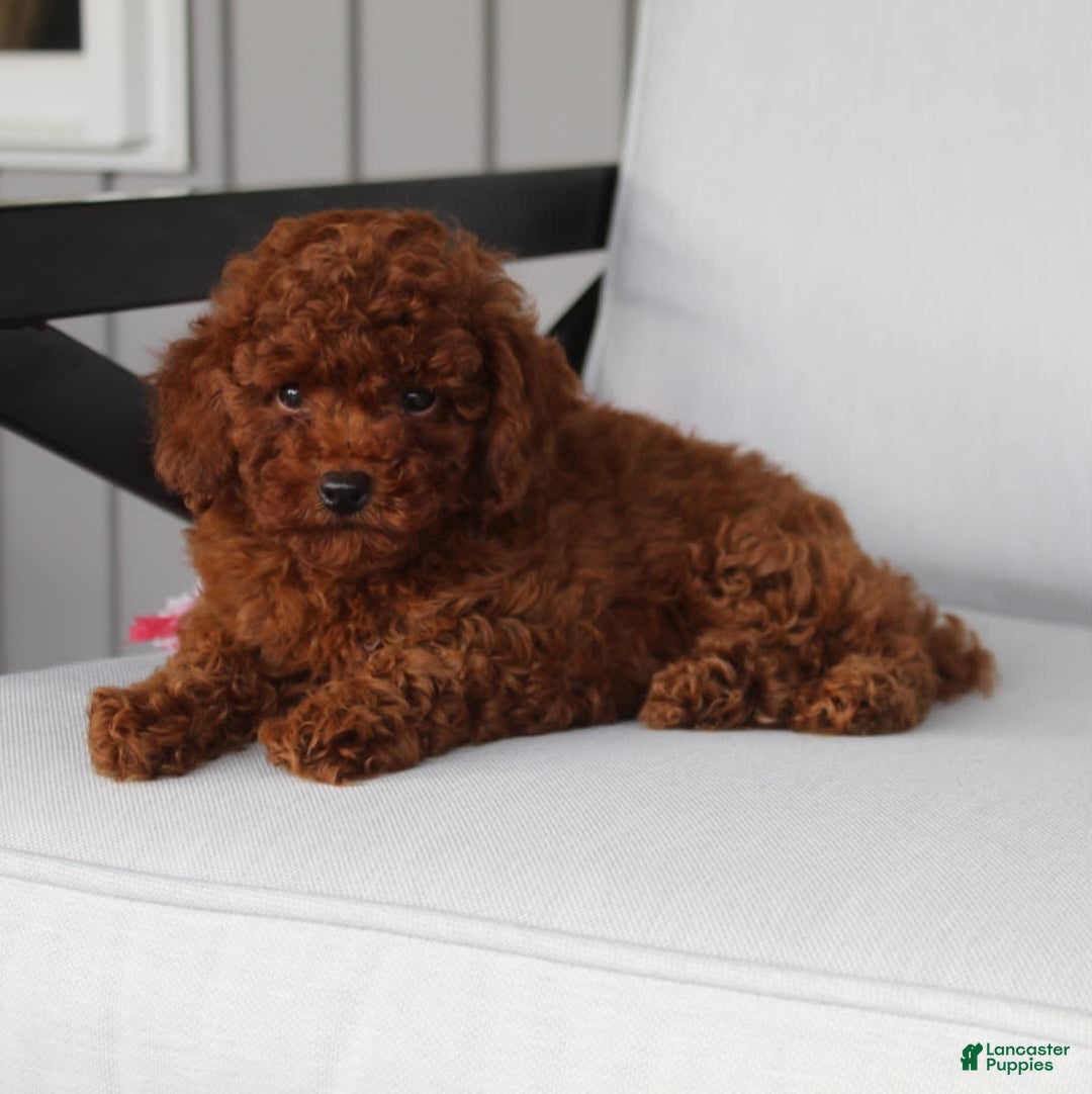 Toy Poodle dogs for sale: Elena - Image 14