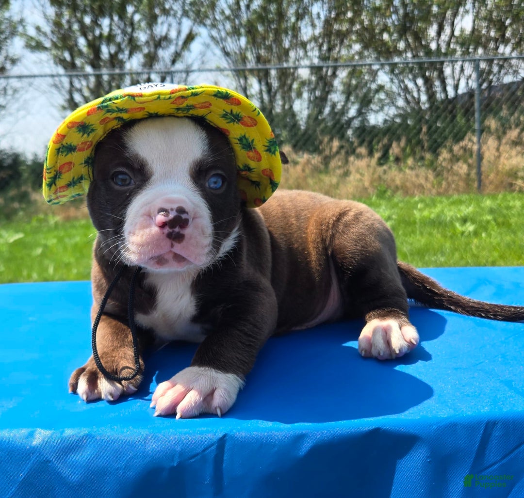 American Bulldog dogs for sale: Harry - Image 7