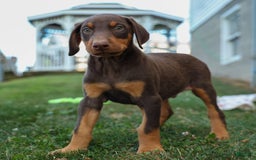 Doberman Pinscher dogs for sale: Domino - Image 1