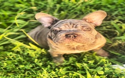 French Bulldog dogs for sale: Marcus - Image 5