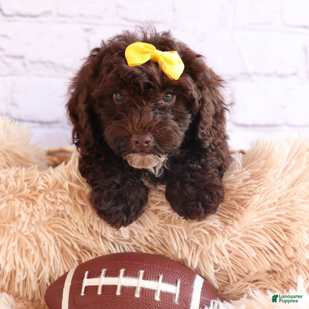 Cockapoo dogs for sale: Bess - Image 17