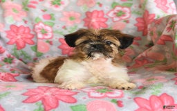 Shih Tzu dogs for sale: Scott - Image 4