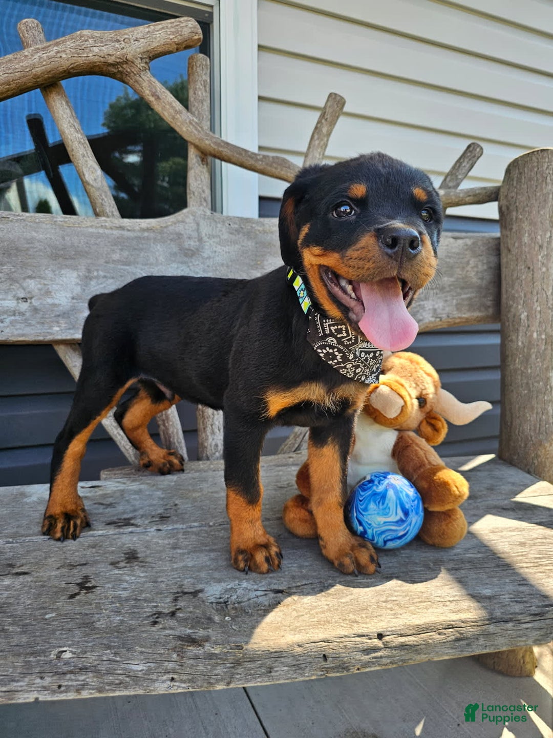 Rottweiler dogs for sale: Brutus - Image 2