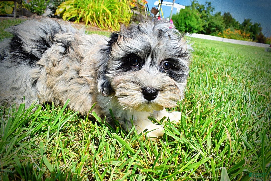 Havapoo dogs for sale: Elvis - Image 15