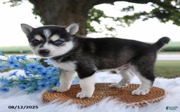 Alaskan Klee Kai dogs for sale: Cooper - Image 3
