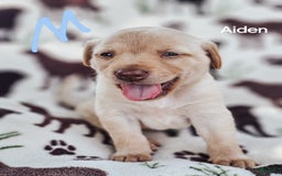 Labrador Retriever dogs for sale: Aiden - Image 1