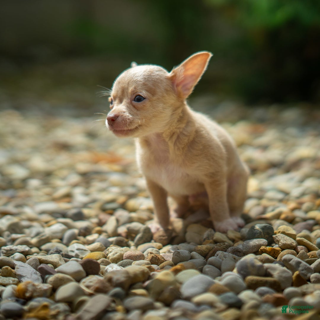 Chihuahua dogs for sale: Chihuahua 5 puppies - Image 6