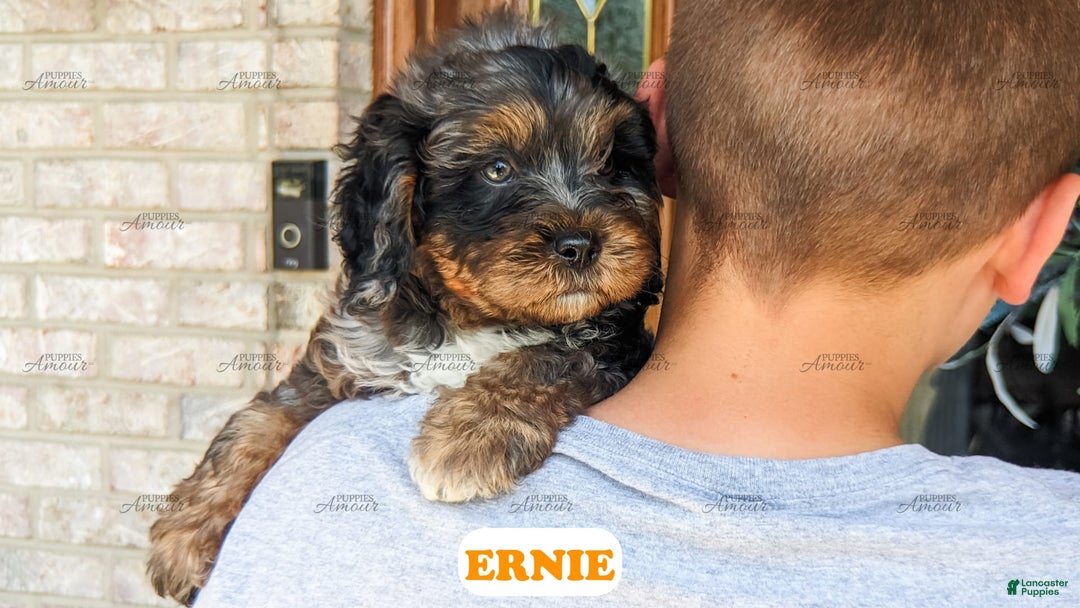 Cavapoo dogs for sale: Ernie - Image 5