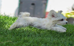 Maltese dogs for sale: Ash - Image 7