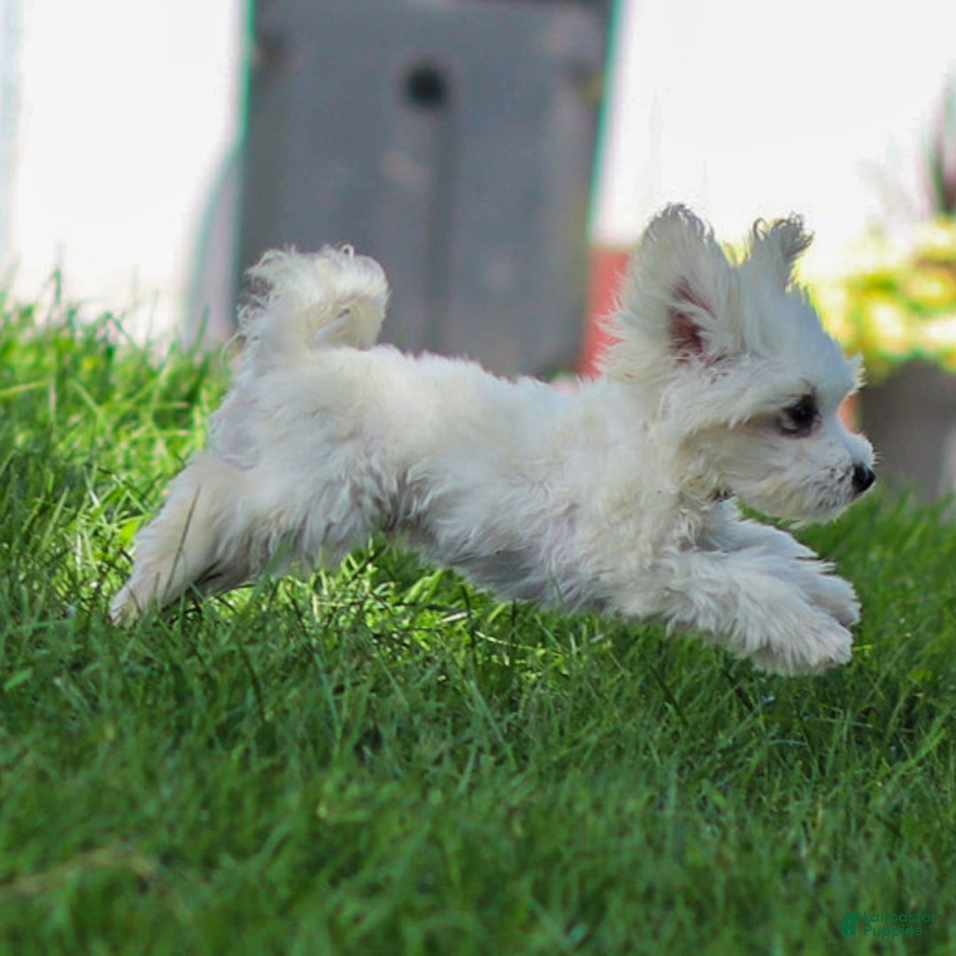 Maltese dogs for sale: Ash - Image 7