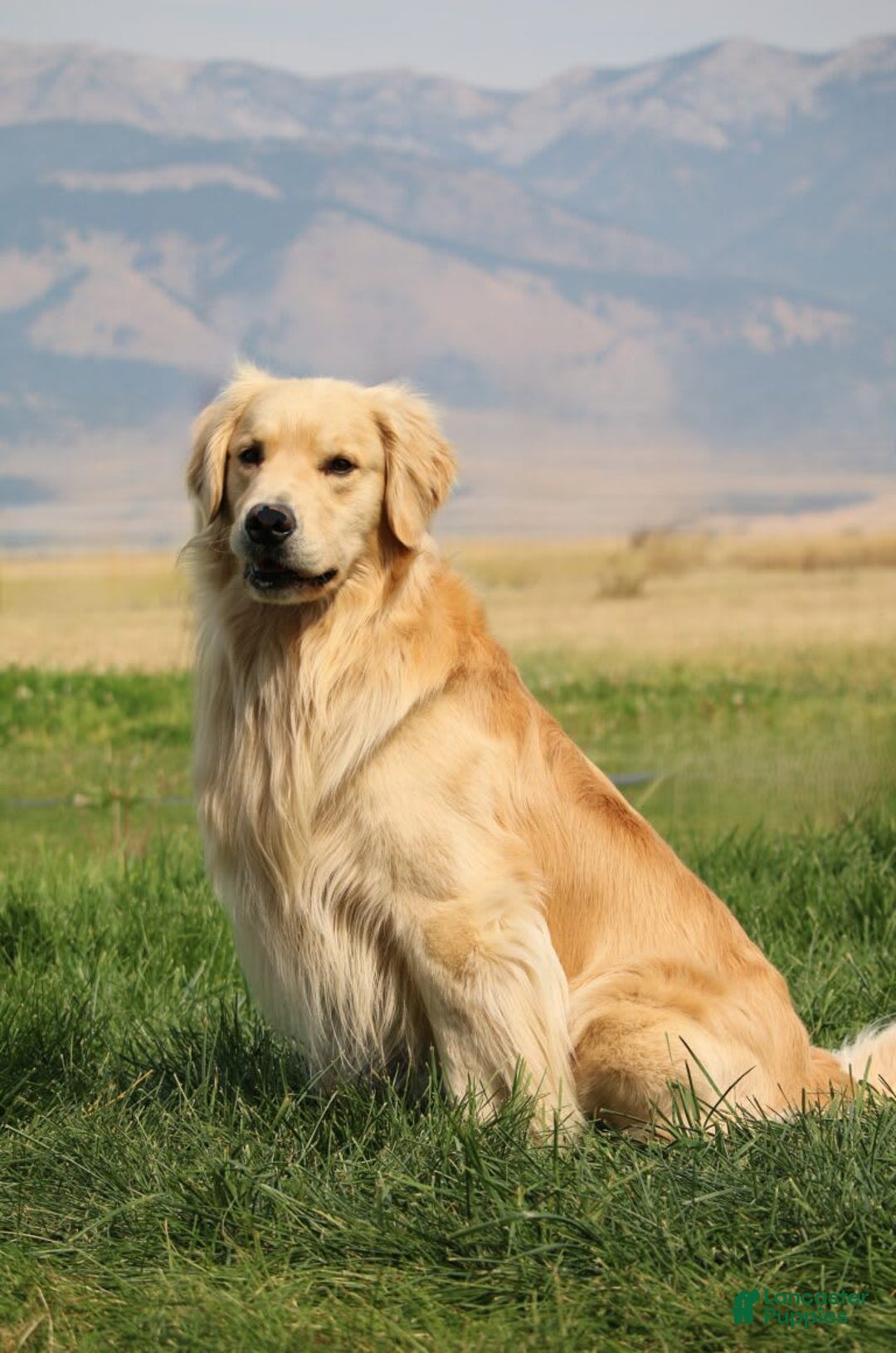 Golden Retriever dogs for sale: Chipi - Image 10