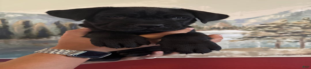 Hei Hei