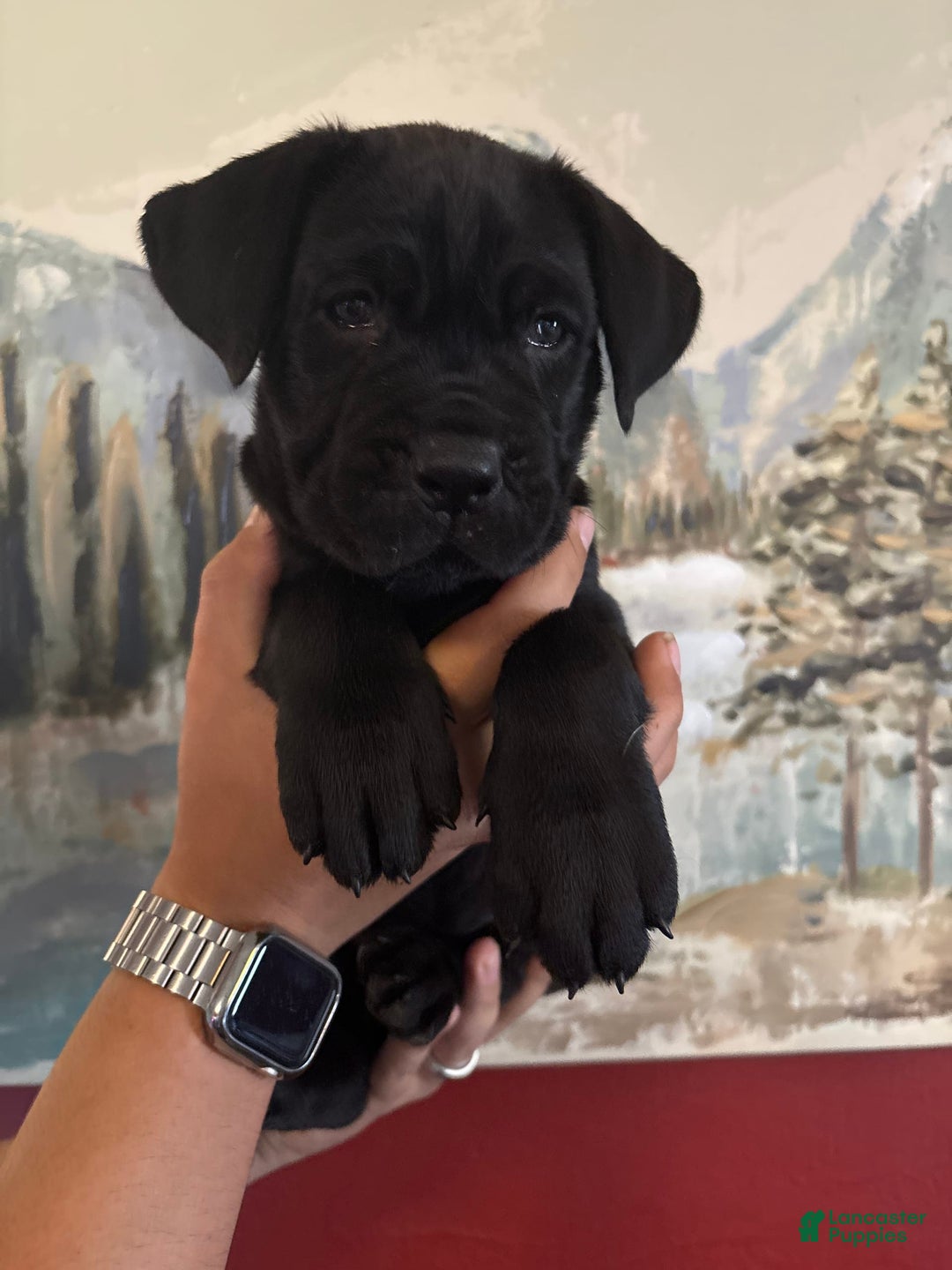 Cane Corso dogs for sale: Cane Corso 3 puppies - Image 2