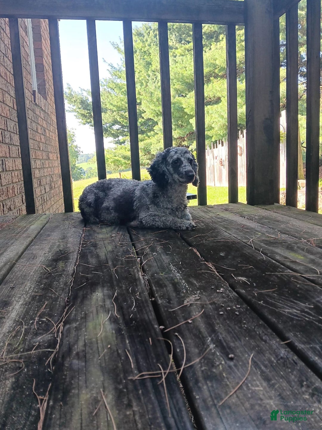 Maltipoo dogs for sale: Kori - Image 8