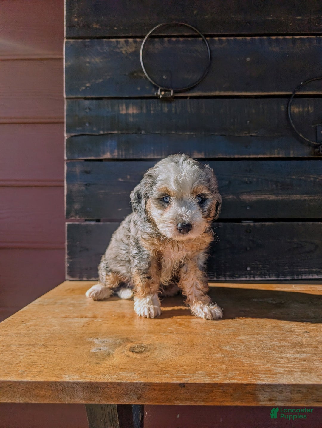 Mini Bernedoodle dogs for sale: Rambo - Image 3