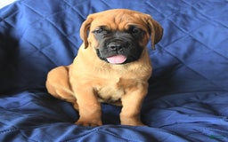 Cane Corso dogs for sale: Reeses - Image 1