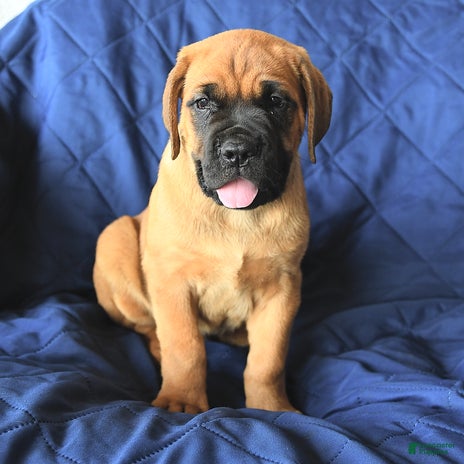 Cane Corso dogs for sale - Ad 5