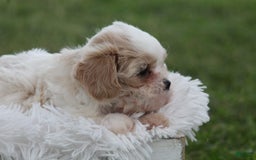 Maltese dogs for sale: Teddy - Image 1