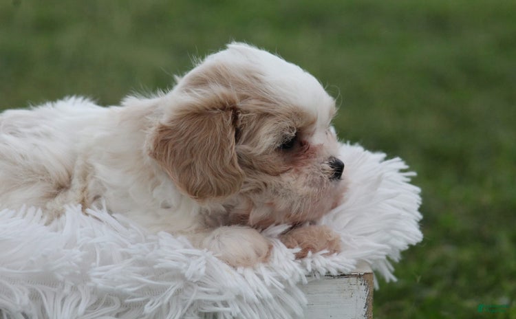 Maltese dogs for sale - Ad 2