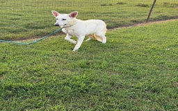 German Shepherd dogs for sale: Luna - Image 2