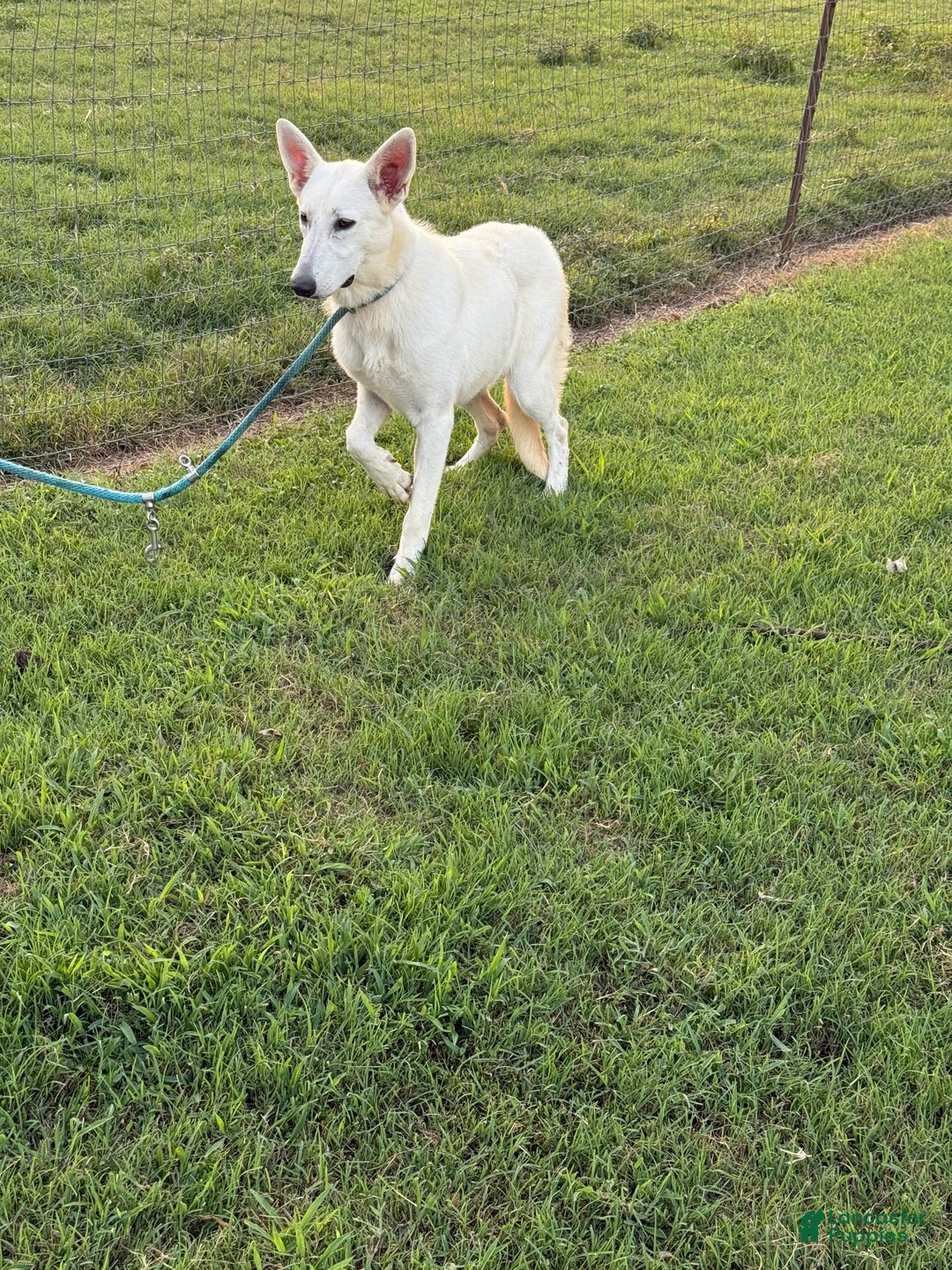German Shepherd dogs for sale: Luna - Image 2