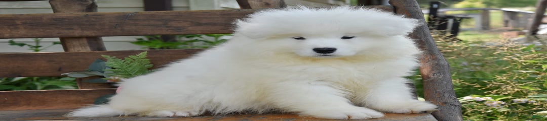 Cotton