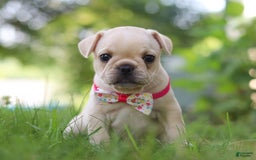 French Bulldog dogs for sale: Lacey - Image 8