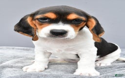 Beagle dogs for sale: Trixie - Image 2