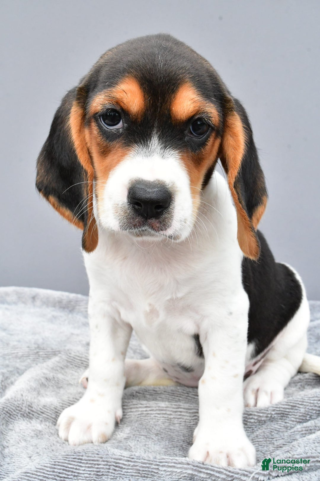 Beagle dogs for sale: Trixie - Image 2
