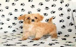 Cavapoo dogs for sale: Alex - Image 23