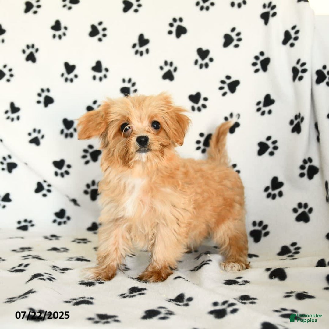 Cavapoo dogs for sale: Alex - Image 23