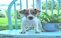 Jack Russell Terrier dogs for sale: Milo - Image 3