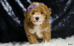Toy Poodle dogs for sale: Rebecca - Image 3
