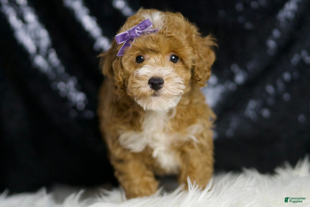 Toy Poodle dogs for sale: Rebecca - Image 3