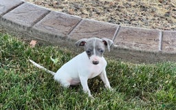 Italian Greyhound dogs for sale: Reggie - Image 10
