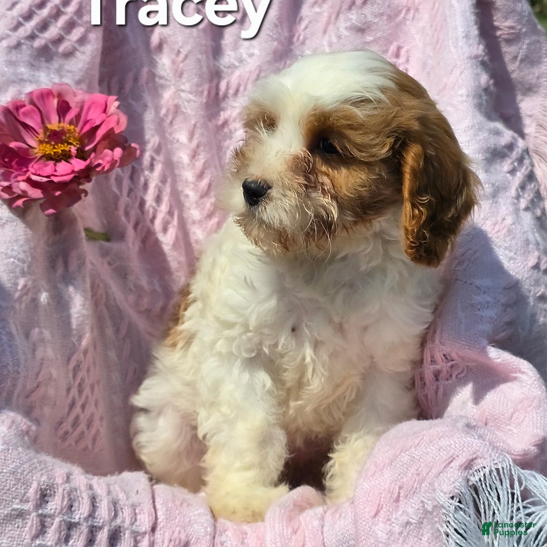 Cavapoo dogs for sale: Tracey - Image 3