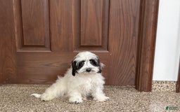 Havanese dogs for sale: Katie - Image 11
