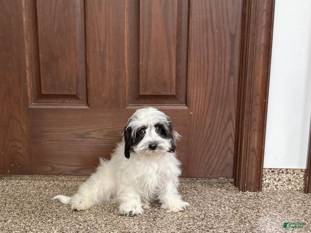 Havanese dogs for sale: Katie - Image 11