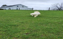 Great Pyrenees dogs for sale: Freckles - Image 3