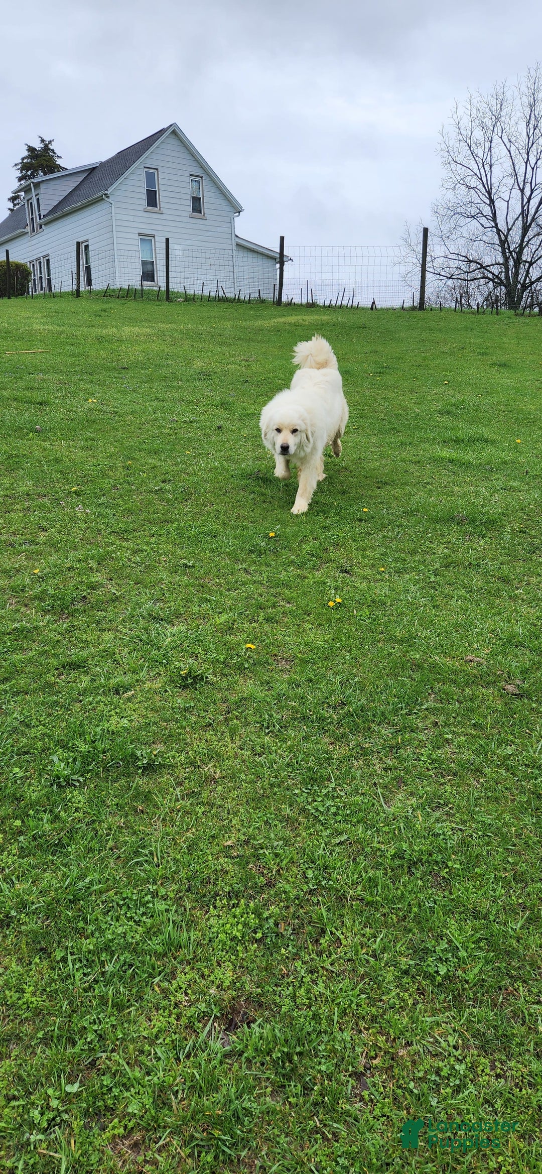 Great Pyrenees dogs for sale: Freckles - Image 3