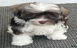 Havanese dogs for sale: Oliver - Image 1