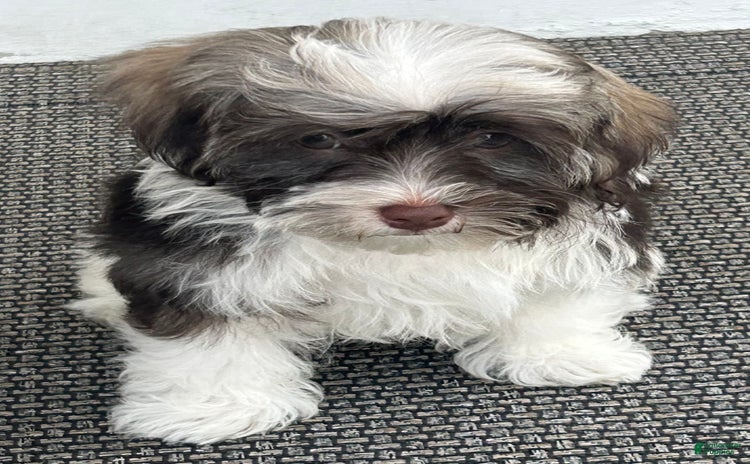 Havanese dogs for sale - Ad 3