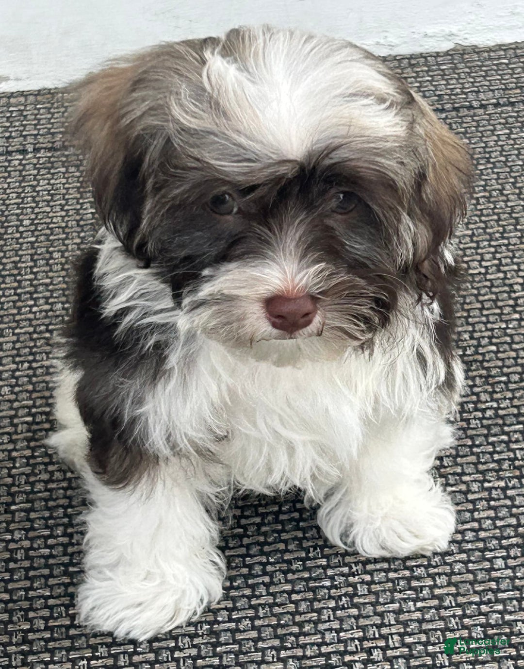 Havanese dogs for sale: Oliver - Image 1
