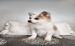 Pomsky dogs for sale: Buck - Image 5